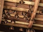 These bats have decided that this attic is a very nice home for them (Google Images)