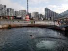 The winter bathing pool in Aarhus