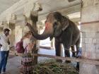 The temple elephant blessed me!