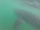 A whaleshark in Mexico (the biggest fish in the sea)