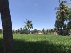 Green Hampi!
