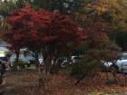 This is the most vividly red tree I have ever seen; it can be seen from outside my dorm