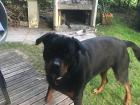 Elly is a Rottweiler who belongs to a local Belgian family