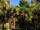 You probably wouldn't expect this, but there are Palm Trees in Madrid!