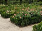 Look at all those pink roses! 