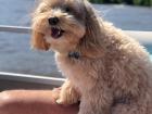 My family's dog, Louie