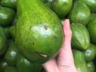 Check out how big the avocados are in Colombia!