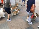 Like in many cities, dogs are a popular pet