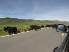 Even in more urban areas while driving to our field sites on the Tibetan Plateau we still occasionally run into yak traffic jams. 