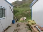 Yak usually roam around on their own during the day, so it isn't uncommon to run into them. 