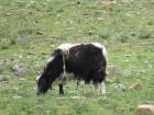 Although large, yak can fall victim to carnivores. Somehow this three-legged yak has so far been lucky. 