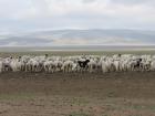 Goats and sheep are kept in large numbers, and herders may not be able to protect them all. 