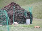 Herders use yak dung to heat their homes, so there is always a stockpile of dried yak dung nearby ready to go. 