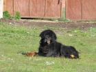 There is already DNA research that has determined that Tibetan mastiff dogs have adaptations to high altitude that other dog breeds don't have. 