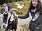 In Norway, I petted a friendly goat at the top of a mountain
