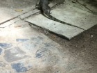 One of the many exotic animals I saw in Krabi, Thailand