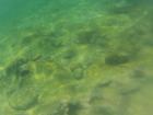 Can you find the shark?
