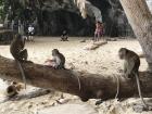 A family of monkeys living the best life 