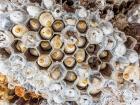 Wasp hive with larvae 