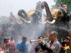Even some of the local elephants participate 