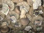 Mushrooms grown at a mushroom farm