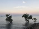Mangrove trees at dusk