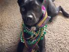 My dog, Lolo, celebrating Mardi Gras while we lived in New Orleans
