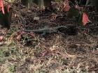 Spot the lizard