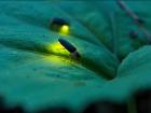 A firefly!