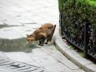 A stray cat in Xin Tin Di park noticing me taking a picture of him as he gets a drink