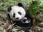 A wild mother panda holds her baby in their nest