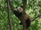 Panda rests in a tree relying on his black and white fur to hide him from predators