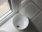 The giant spider in my apartment!