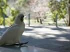 A white macaw saying "G'Day"