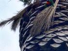 Look how gorgeous these colorful birds are!