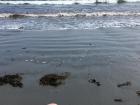 How many Indian states touch an ocean? I'd love to travel to one!