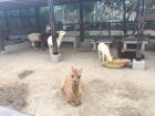 A llama sitting down and staring at the camera in Miraflores 