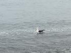 Looking at a seagull that decided to be with us in Callao  