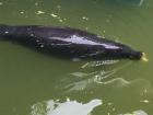 A female manatee that was rescued by the local people 