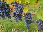 Red grapes growing on a leafy vine