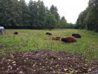 A group of cows sitting in an open field