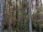 Ekaterinburg is in the Ural mountains, and the nature is a bit different than where I grew up in New England. These trees have little red berries. They stay on the trees even once all the leaves are gone, so people consider them a symbol of the Urals