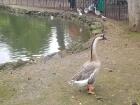 Goose in Villa Borghese