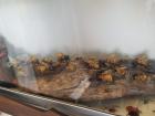 Murano glass bees