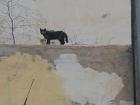 I see this cat on my walk to work each morning