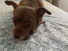 Bimba, one of the four dogs from my host family, lounging on my bed