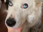 Another one of the host family's dogs, Tacat. His name means "stain" in Spanish, because of the marking on his face