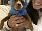 A funny pic of Bimba in a sweater vest!