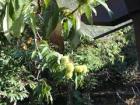 This is what the chestnuts look like when they are still on the trees.  As you can see, they have very sharp spikes on the outside and tend to be a bright green color