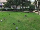This is one of the peacocks at the Xardín do Posío along with many pigeons around it